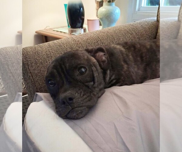 Medium Photo #3 Mutt Puppy For Sale in Bellingham, WA, USA
