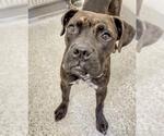 Small #1 Boxer