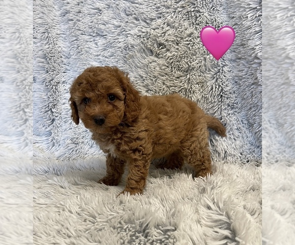 View Ad: Cockapoo Puppy for Sale near Illinois, ROANOKE, USA. ADN-768491