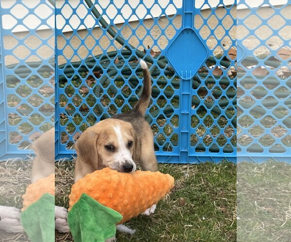 Medium Photo #3 Beagle-Unknown Mix Puppy For Sale in Holly Springs, NC, USA