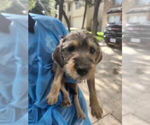 Mutt Dogs for adoption in San Antonio, TX, USA