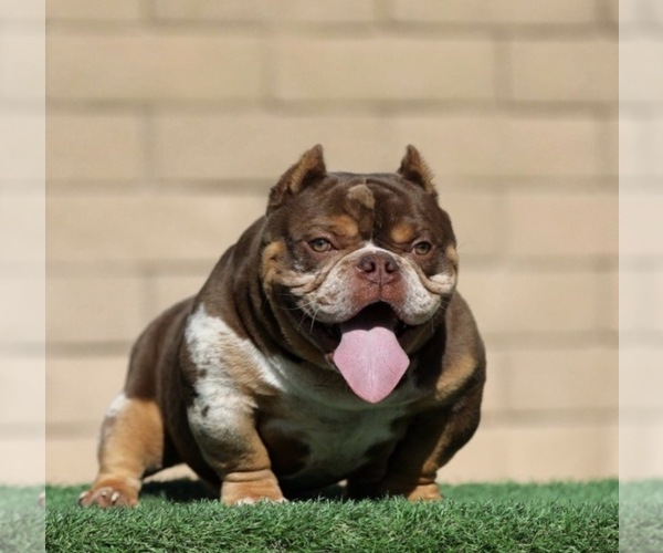 Medium Photo #1 American Bully Puppy For Sale in LOS ANGELES, CA, USA