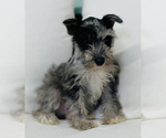 Small Photo #2 Schnauzer (Miniature) Puppy For Sale in CINCINNATI, OH, USA