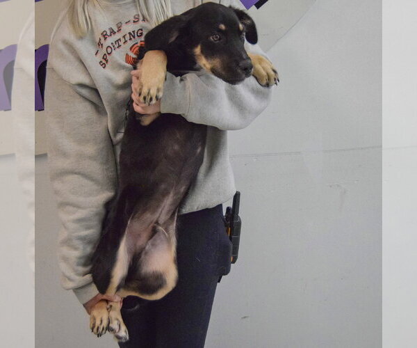 Medium Photo #4 German Shepherd Dog-Unknown Mix Puppy For Sale in Huntley, IL, USA