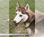 Small Photo #3 Siberian Husky Puppy For Sale in Glen Allen, VA, USA