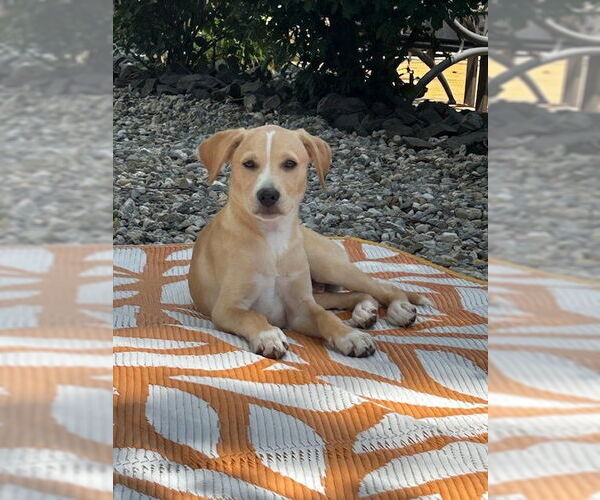 Medium Photo #3 Mutt Puppy For Sale in Cliffwood, NJ, USA