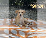 Small #2 Mutt
