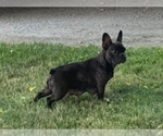 Small Photo #6 French Bulldog Puppy For Sale in NAPPANEE, IN, USA