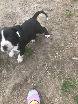 Medium Photo #1 American Pit Bull Terrier Puppy For Sale in GRIFFIN, GA, USA