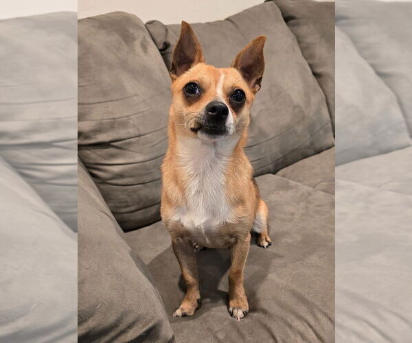 Medium Photo #4 Chihuahua-Unknown Mix Puppy For Sale in OKLAHOMA CITY, OK, USA