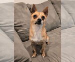 Small #3 Chihuahua Mix