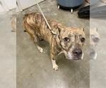 Small Staffordshire Bull Terrier