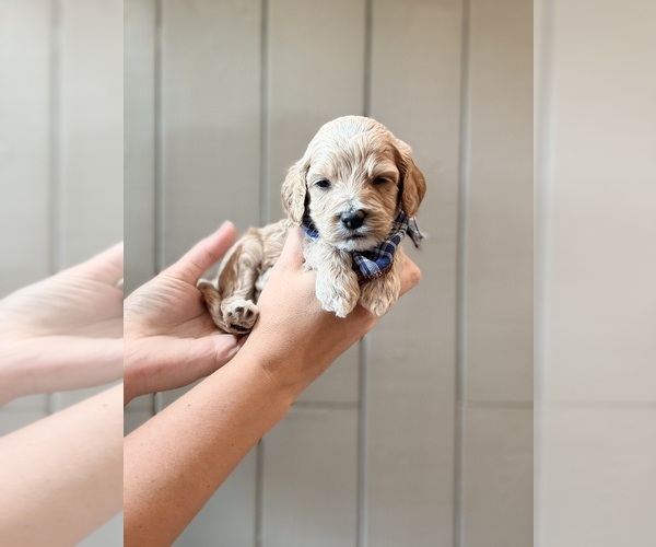 Medium Photo #4 Cock-A-Poo Puppy For Sale in TRINITY, NC, USA