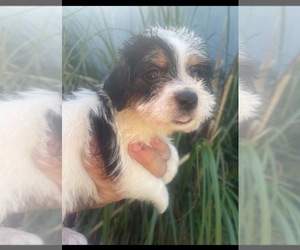 Malchi-Poodle (Miniature) Mix Dog for Adoption in VENETA, Oregon USA