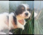 Image preview for Ad Listing. Nickname: Fred