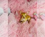 Small #16 Chihuahua