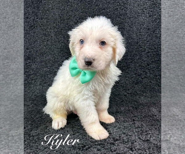 Medium Photo #1 Great Pyrenees-Unknown Mix Puppy For Sale in Grafton, WI, USA