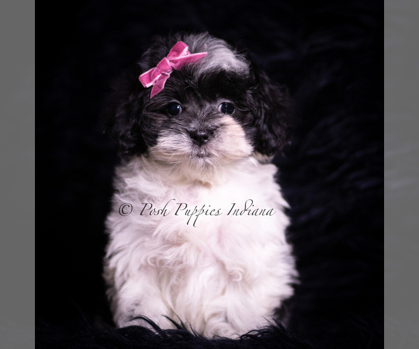 Medium Photo #1 Maltipoo (Toy) Puppy For Sale in WARSAW, IN, USA