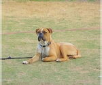 Small #1 Boxer