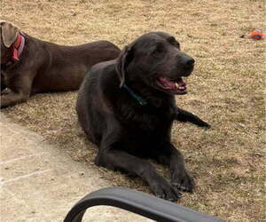 Father of the Labrador Retriever puppies born on 05/14/2025