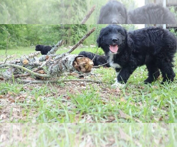 Medium Photo #6 Aussiedoodle Puppy For Sale in CONWAY, SC, USA