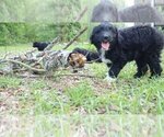 Small #5 Aussiedoodle