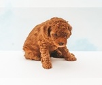 Small Photo #7 Poodle (Miniature) Puppy For Sale in TAMPA, FL, USA