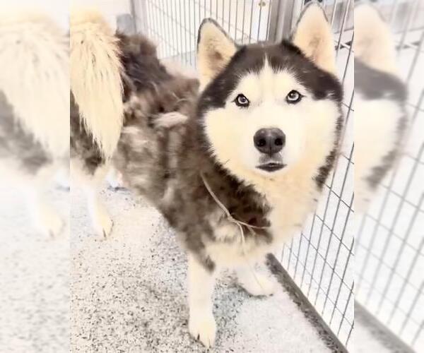 Medium Photo #3 Siberian Husky Puppy For Sale in Houston, TX, USA