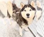 Small #2 Siberian Husky