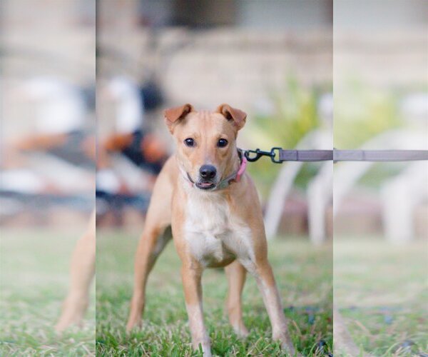Medium Photo #24 Chihuahua-Unknown Mix Puppy For Sale in Spring, TX, USA