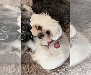 Maltese Dogs for adoption in St. Louis Park, MN, USA