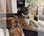 Small #4 Huskies -Siberian Husky Mix