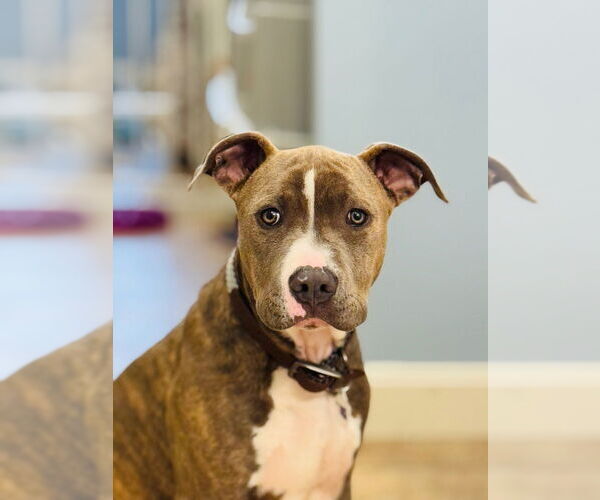Medium Photo #11 American Pit Bull Terrier Puppy For Sale in Claremore, OK, USA