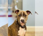 Small #10 American Pit Bull Terrier