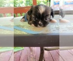 Puppy Puppy 1 Shih Tzu