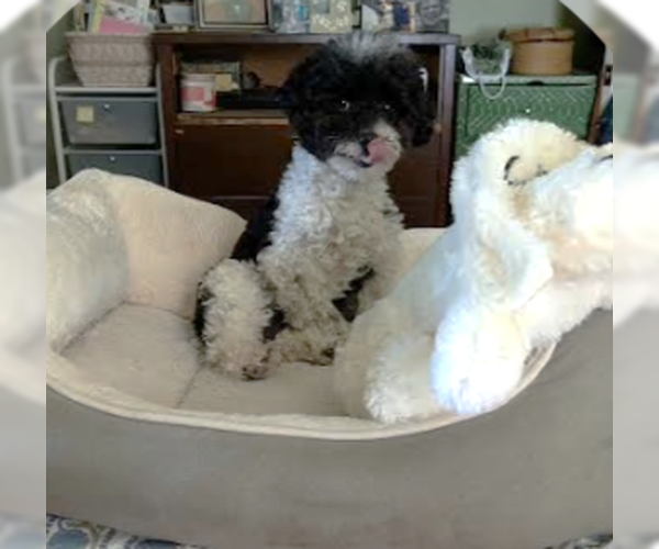 Medium Photo #5 Poodle (Miniature) Puppy For Sale in St. Louis Park, MN, USA