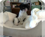 Small #4 Poodle (Miniature)
