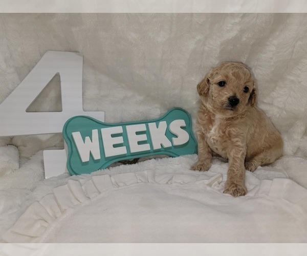 Medium Photo #14 Goldendoodle (Miniature) Puppy For Sale in LANETT, AL, USA