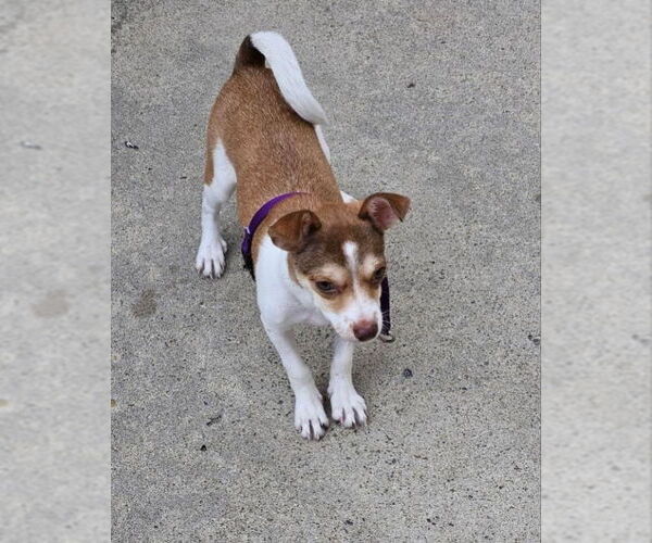 Medium Photo #4 Jack Chi Puppy For Sale in San Diego, CA, USA