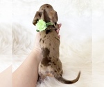 Small #2 Dachshund