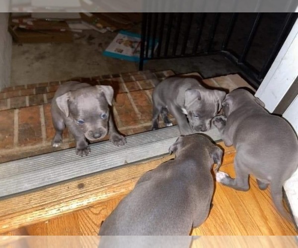Medium Photo #1 American Pit Bull Terrier Puppy For Sale in GOLDSBORO, NC, USA