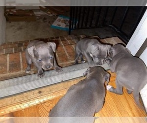 American Pit Bull Terrier Puppy for sale in GOLDSBORO, NC, USA