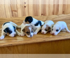 Parson Russell Terrier Puppy for Sale in BOISE, Idaho USA