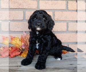 Miniature Labradoodle Puppy for sale in MILLERSBURG, OH, USA