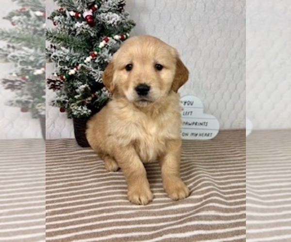 Medium Photo #3 Golden Retriever Puppy For Sale in GREENFIELD, IN, USA