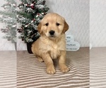 Small #2 Golden Retriever
