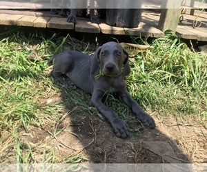 Weimaraner Puppy for sale in NORMANGEE, TX, USA