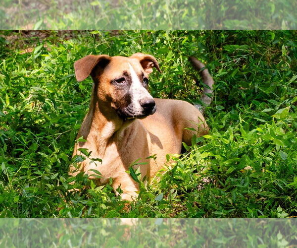 Medium Photo #7 Mutt Puppy For Sale in Ellijay, GA, USA