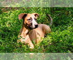 Small #6 Mutt