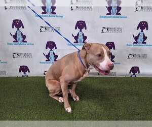 Rhodesian Ridgeback-Unknown Mix Dogs for adoption in Orlando, FL, USA